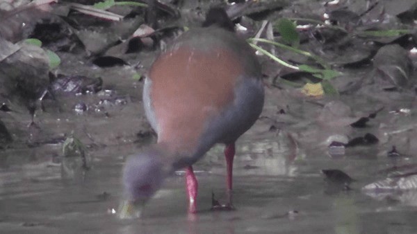 Slaty-breasted Wood-Rail - ML201126851