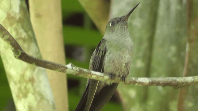 Colibri vert et gris - ML201126861