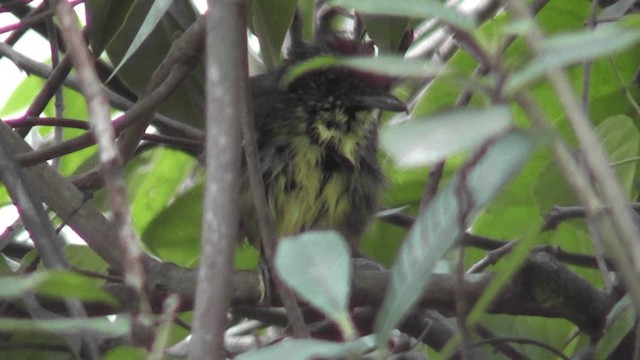 Spot-breasted Antvireo - ML201126901