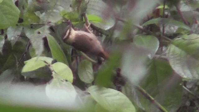 マユブトカマドドリ - ML201126991