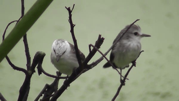 White-headed Marsh Tyrant - ML201127031