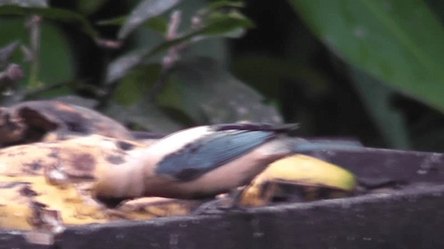 Burnished-buff Tanager (Stripe-bellied) - ML201127131