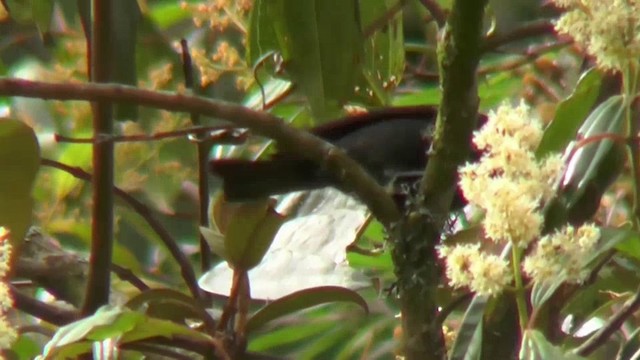 Capped Conebill - ML201127191