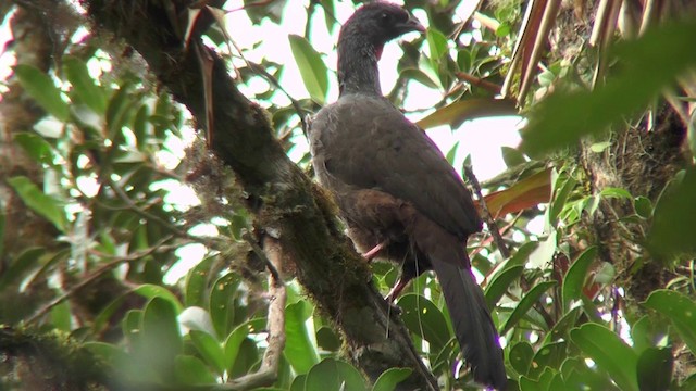 Andean Guan - ML201127201