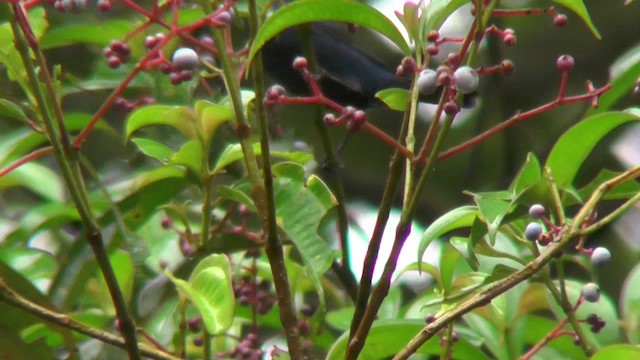 Deep-blue Flowerpiercer - ML201127261