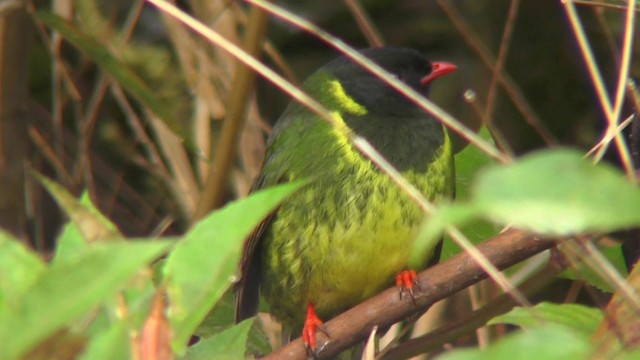Green-and-black Fruiteater - ML201127301