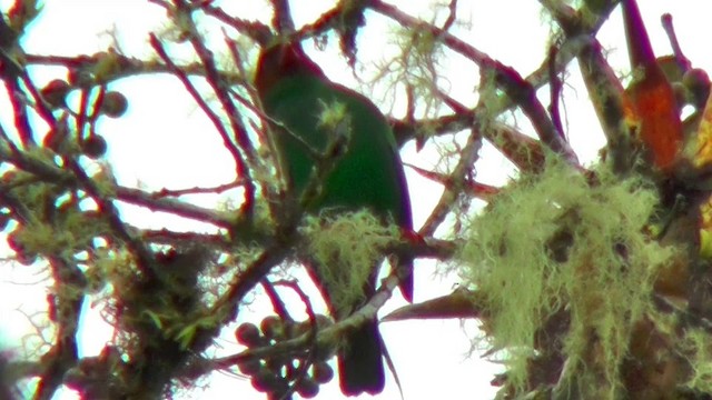 Grass-green Tanager - ML201127321