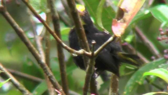 Manakin à ailes d'or - ML201127351