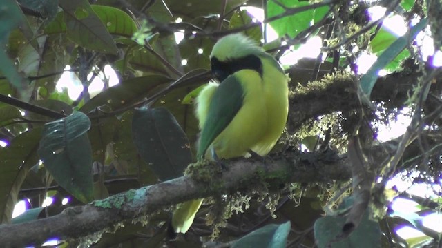 Green Jay - ML201127391