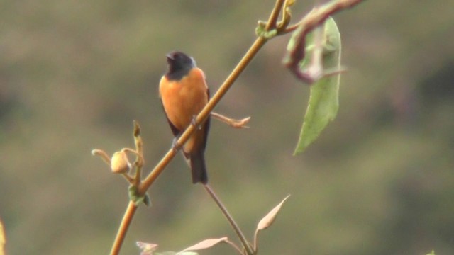 Blue-backed Conebill - ML201127551