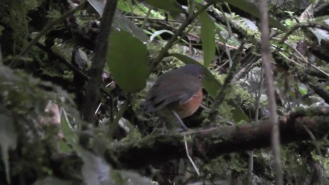 Slate-crowned Antpitta - ML201127611