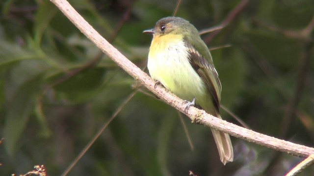 Rufous-breasted Flycatcher - ML201127651