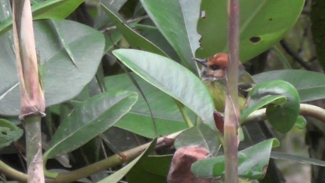 Rufous-crowned Tody-Flycatcher - ML201127671