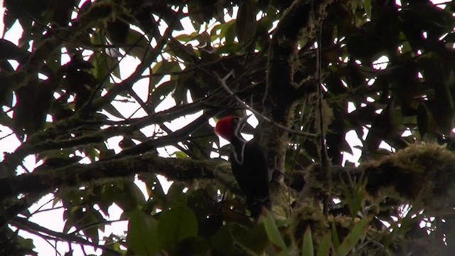 Powerful Woodpecker - ML201127721