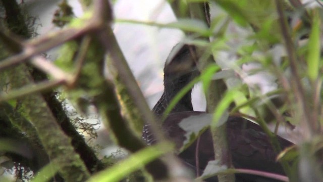 Andean Guan - ML201127751