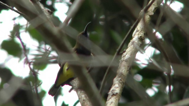 黃腹花蜜鳥 - ML201127891