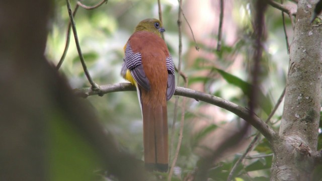 Turuncu Göğüslü Trogon - ML201127901