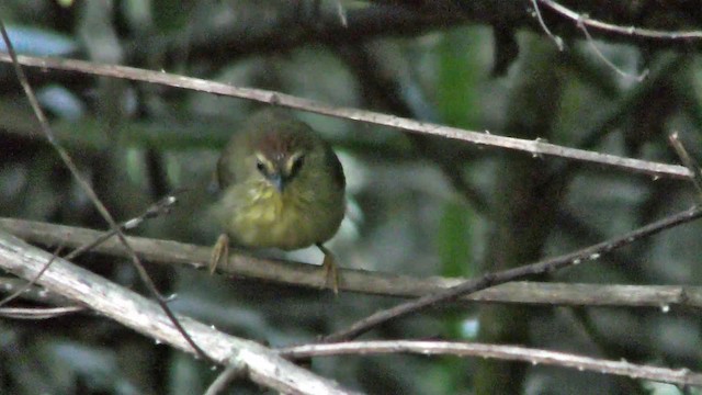 Pin-striped Tit-Babbler - ML201127951