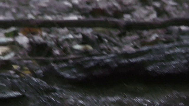 紅腳秧雞 - ML201127991