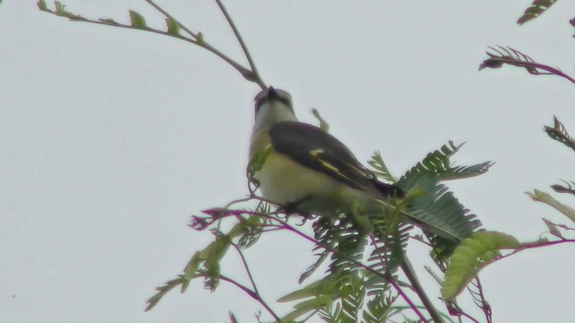 Rosy Minivet - ML201128021