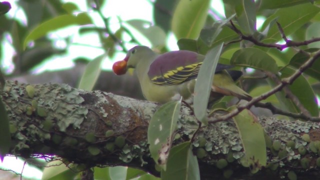 ハシブトアオバト - ML201128071