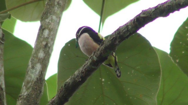 Black-and-yellow Broadbill - ML201128151