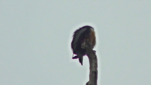 Black-thighed Falconet - ML201128181