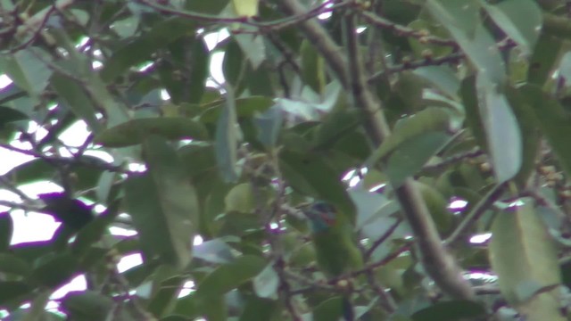 Blue-eared Barbet - ML201128221