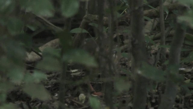 Пестробокая лесная куропатка - ML201128251