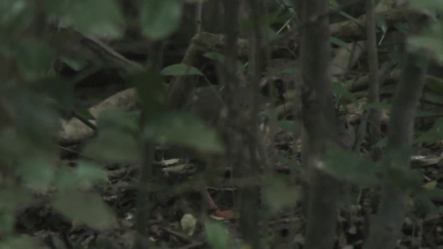 Bar-backed Partridge - ML201128251