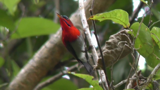 Karmesinnektarvogel - ML201128281