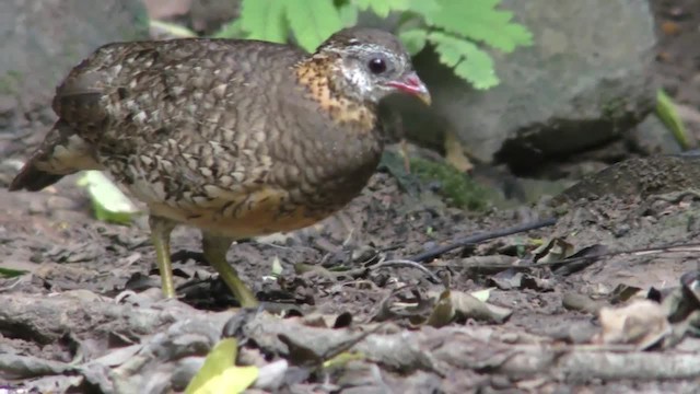 Scaly-breasted Partridge (Green-legged) - ML201128341