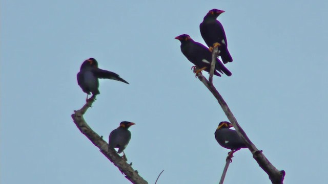 Common Hill Myna (Common) - ML201128351