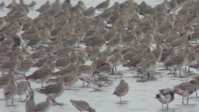 Black-tailed Godwit - ML201128481