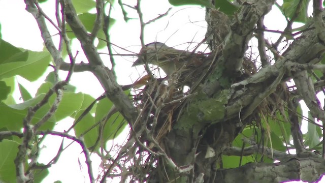 Green-backed Becard (Green-backed) - ML201128641