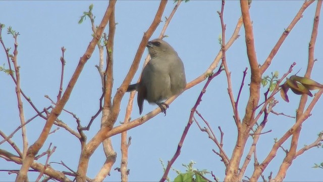 Grayish Baywing - ML201128661