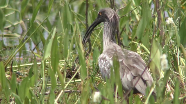 Plumbeous Ibis - ML201128681