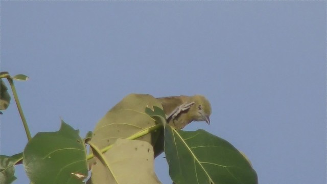 Palm Tanager - ML201128721