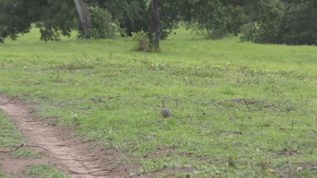 Red-winged Tinamou - ML201128771