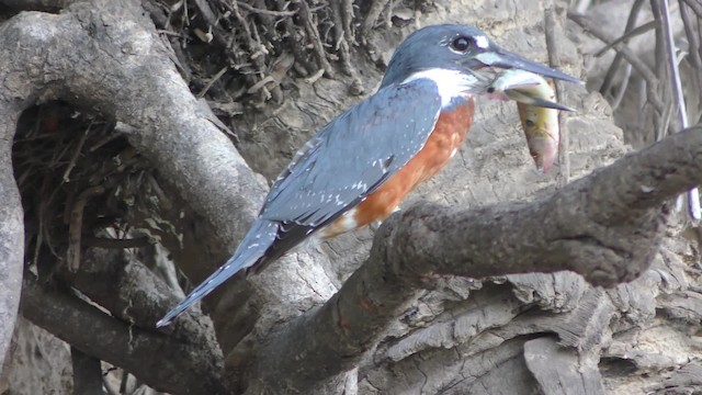 Ringed Kingfisher - ML201128781