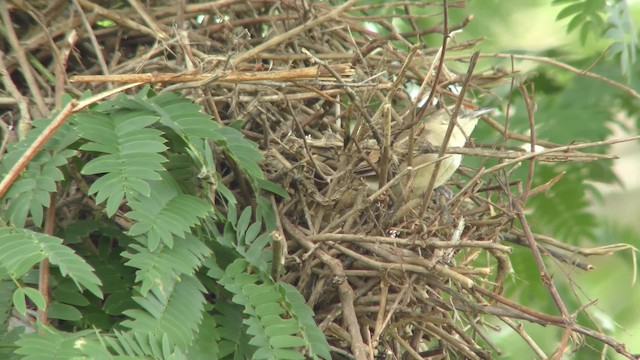 Rufous-fronted Thornbird (Rufous-fronted) - ML201128811