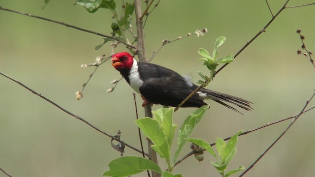 Yellow-billed Cardinal - ML201128871