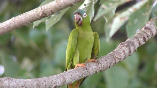 Aratinga Cabeciazul - ML201128911