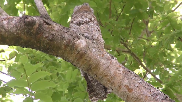 Great Potoo - ML201128941