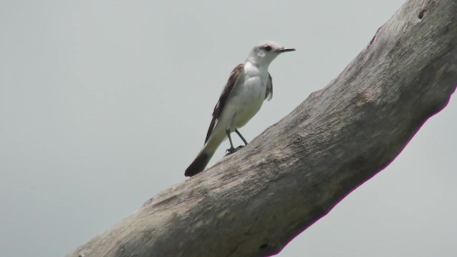 White-rumped Monjita - ML201128971