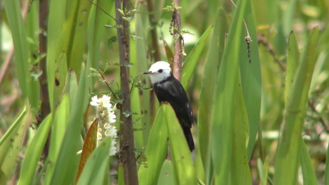 White-headed Marsh Tyrant - ML201128981