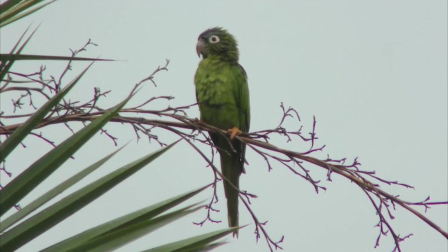 Blue-crowned Parakeet - ML201129031