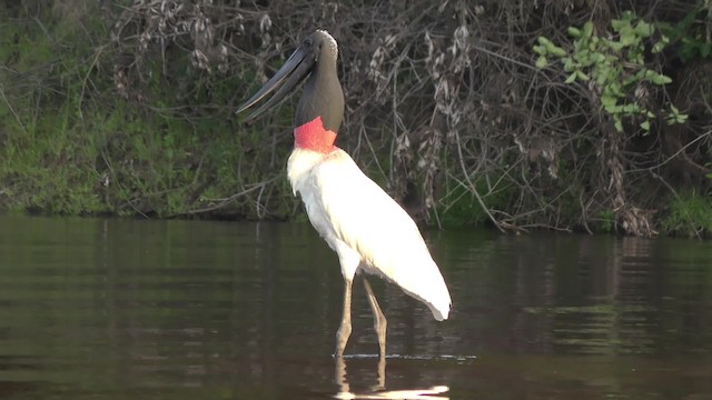 čáp jabiru - ML201129061