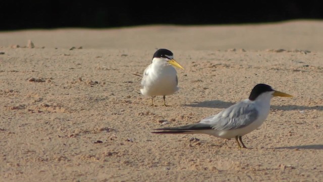 Yellow-billed Tern - ML201129071