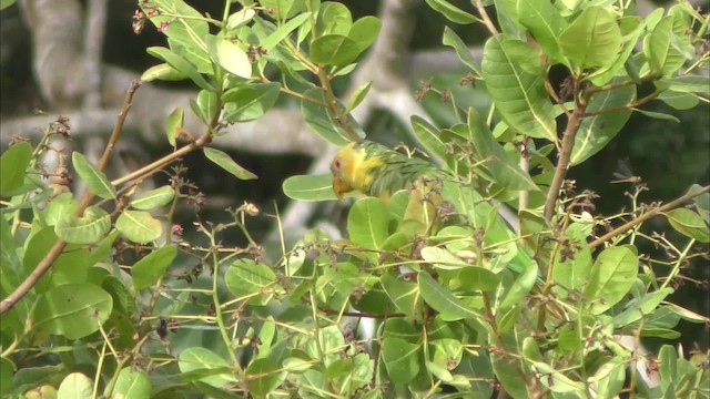 Yellow-faced Parrot - ML201129091